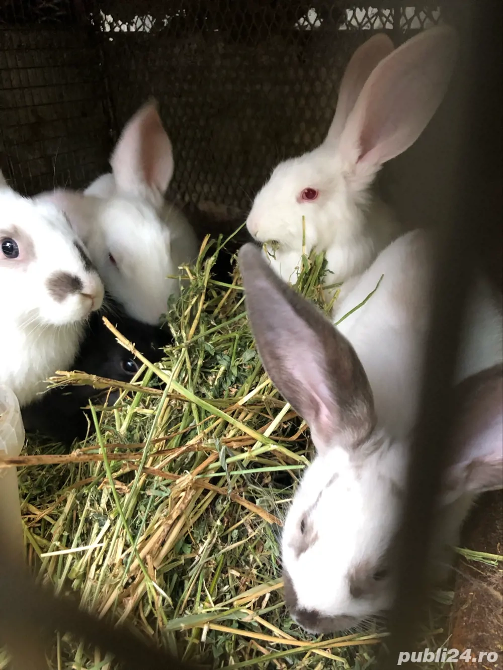 iepurasi de vinzare  iepurasi de vinzare