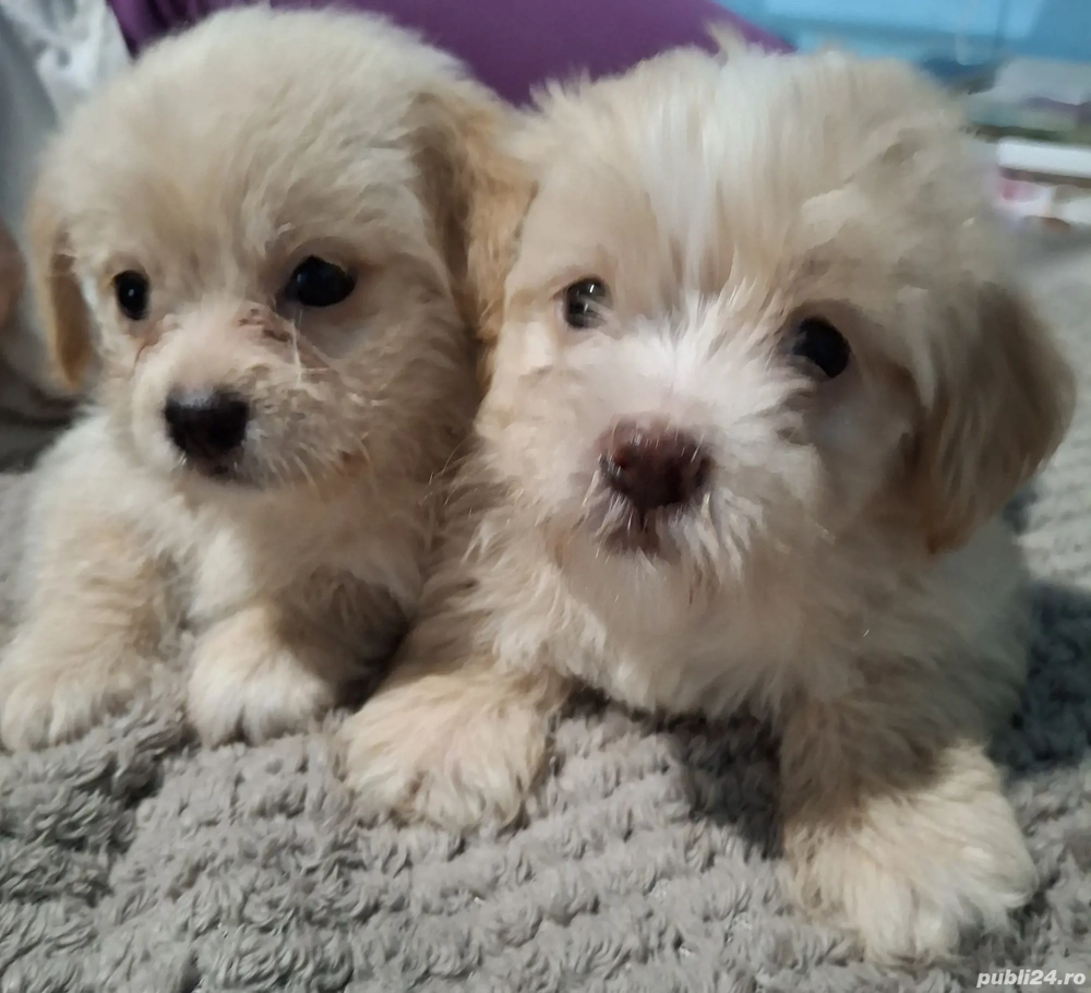 Bishon havanez  Bishon havanez