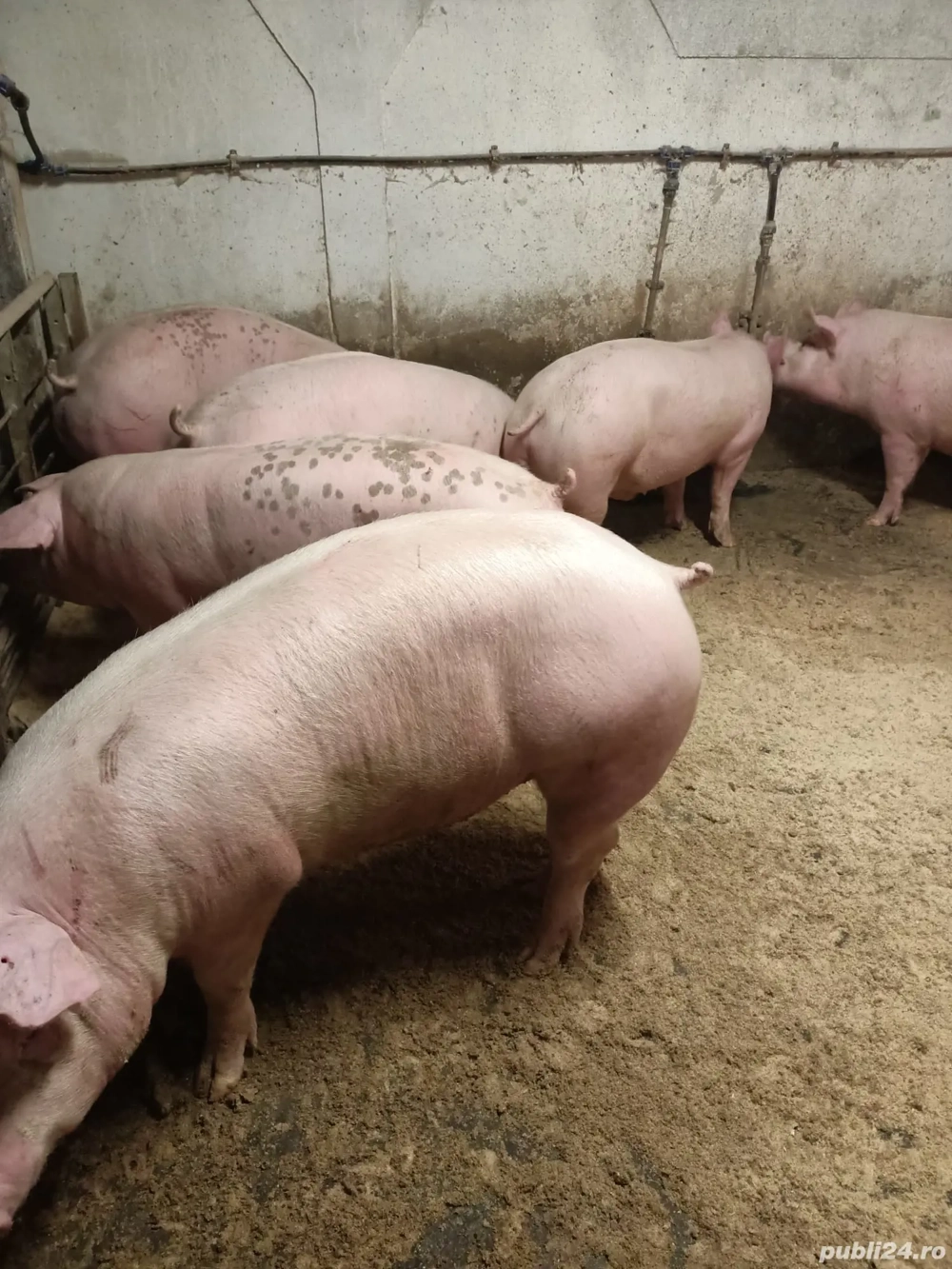 Vand porci mari Vand porci mari