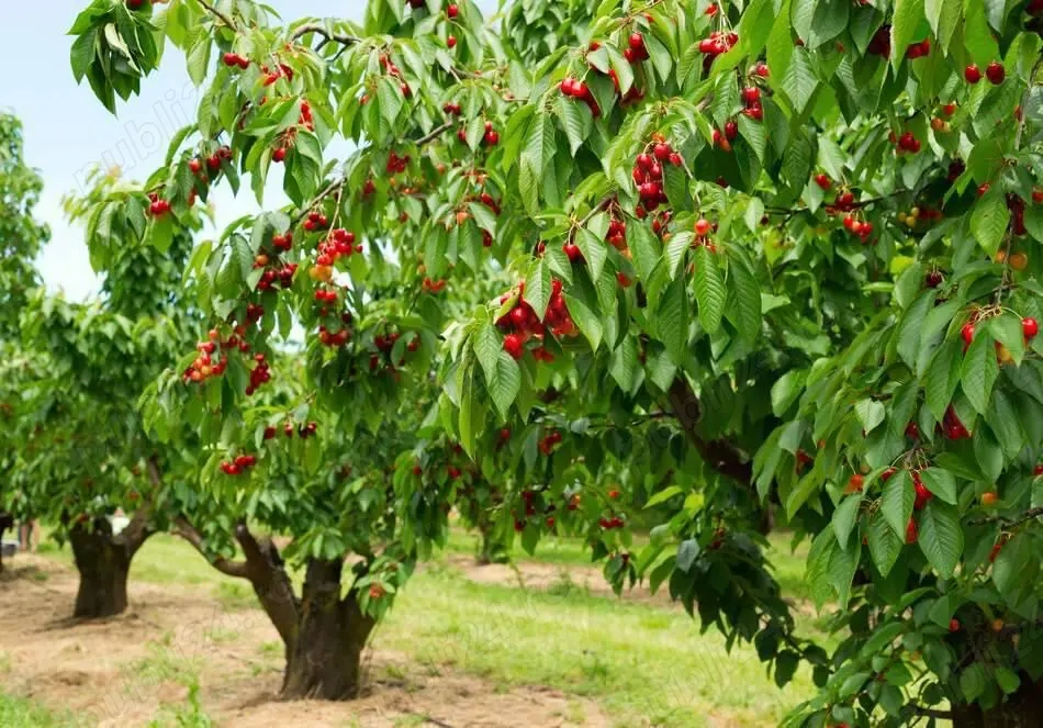  Teren intravilan 1000 mp cu livadă îngrijită, ideal pentru casă și grădină proprie, 2 min de centru