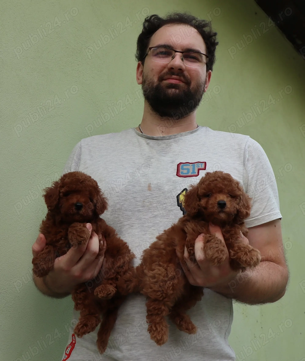 Pudel toy cu pedigree