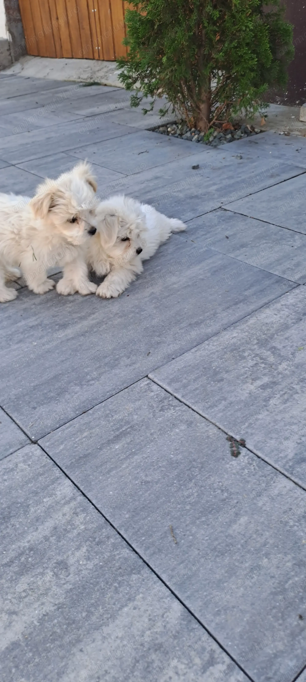 Bichon maltez talie mica  Bichon maltez talie mica