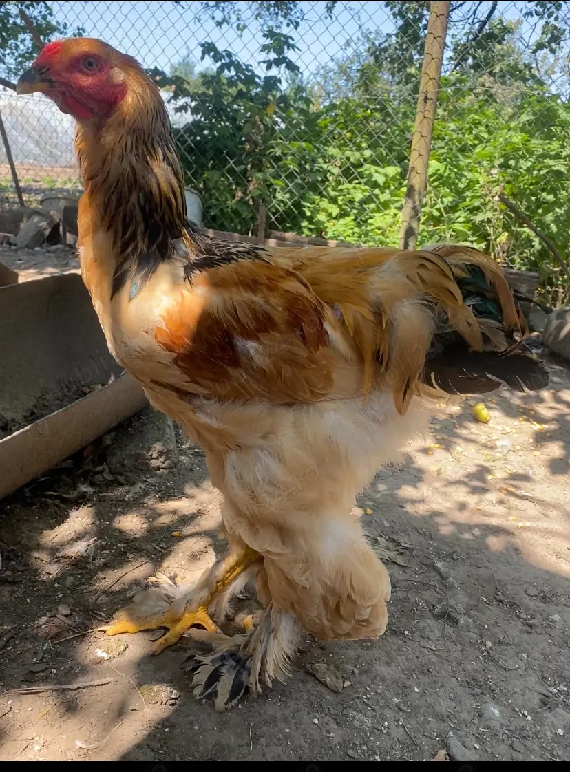 Cocoși Brahma Columbia Cocoși Brahma Columbia