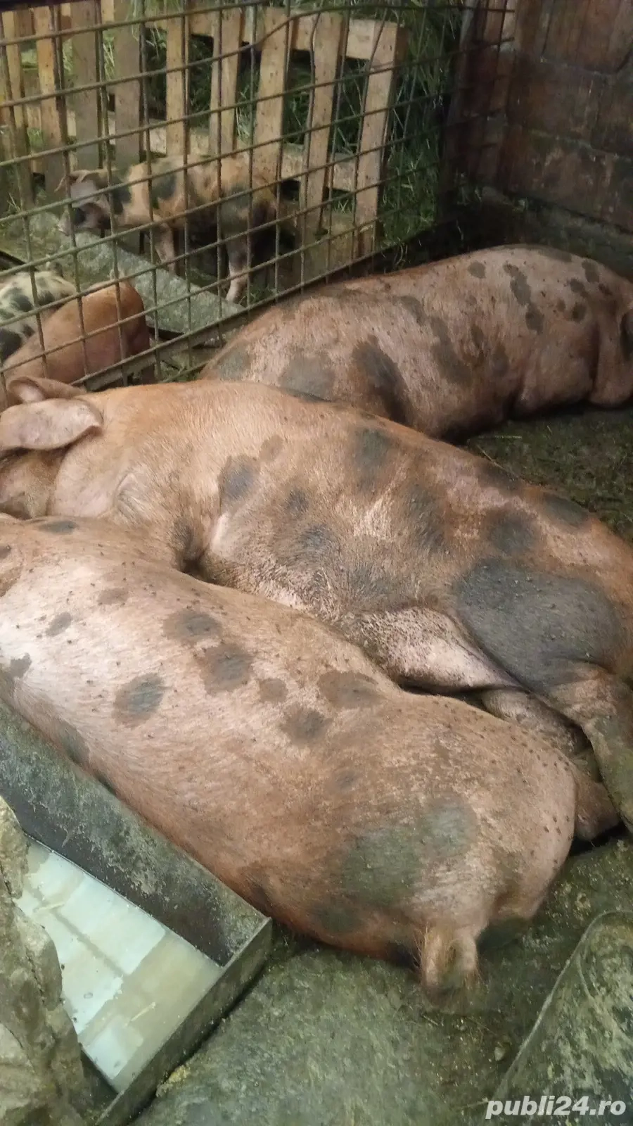 Porci de Vânzare diferite mărimi  Porci de Vânzare diferite mărimi