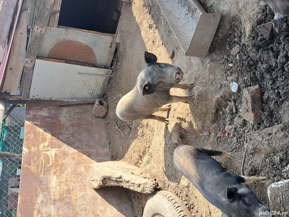 Vietnamezi masculi  Vietnamezi masculi