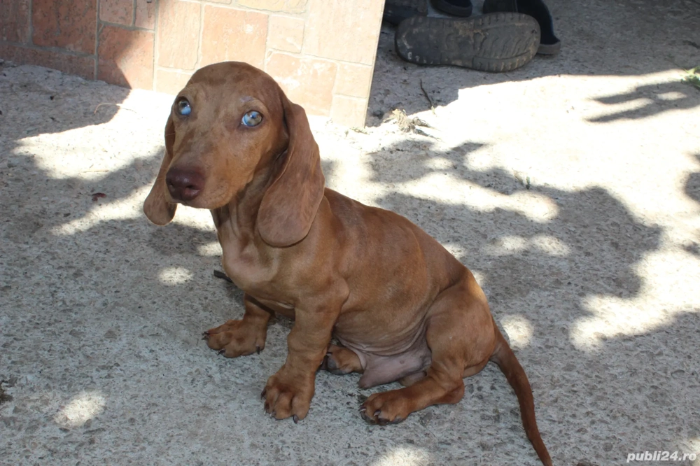 Teckel standard mascul