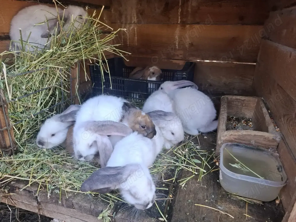 Iepuri berbec german Iepuri berbec german