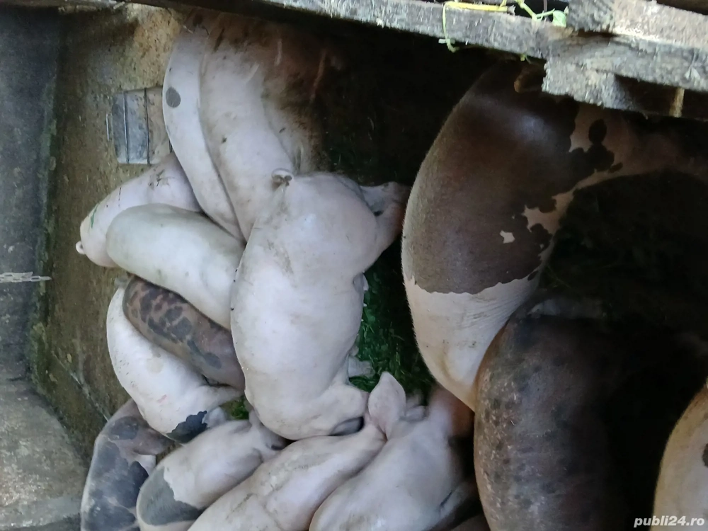 Vând purceii Vând purceii