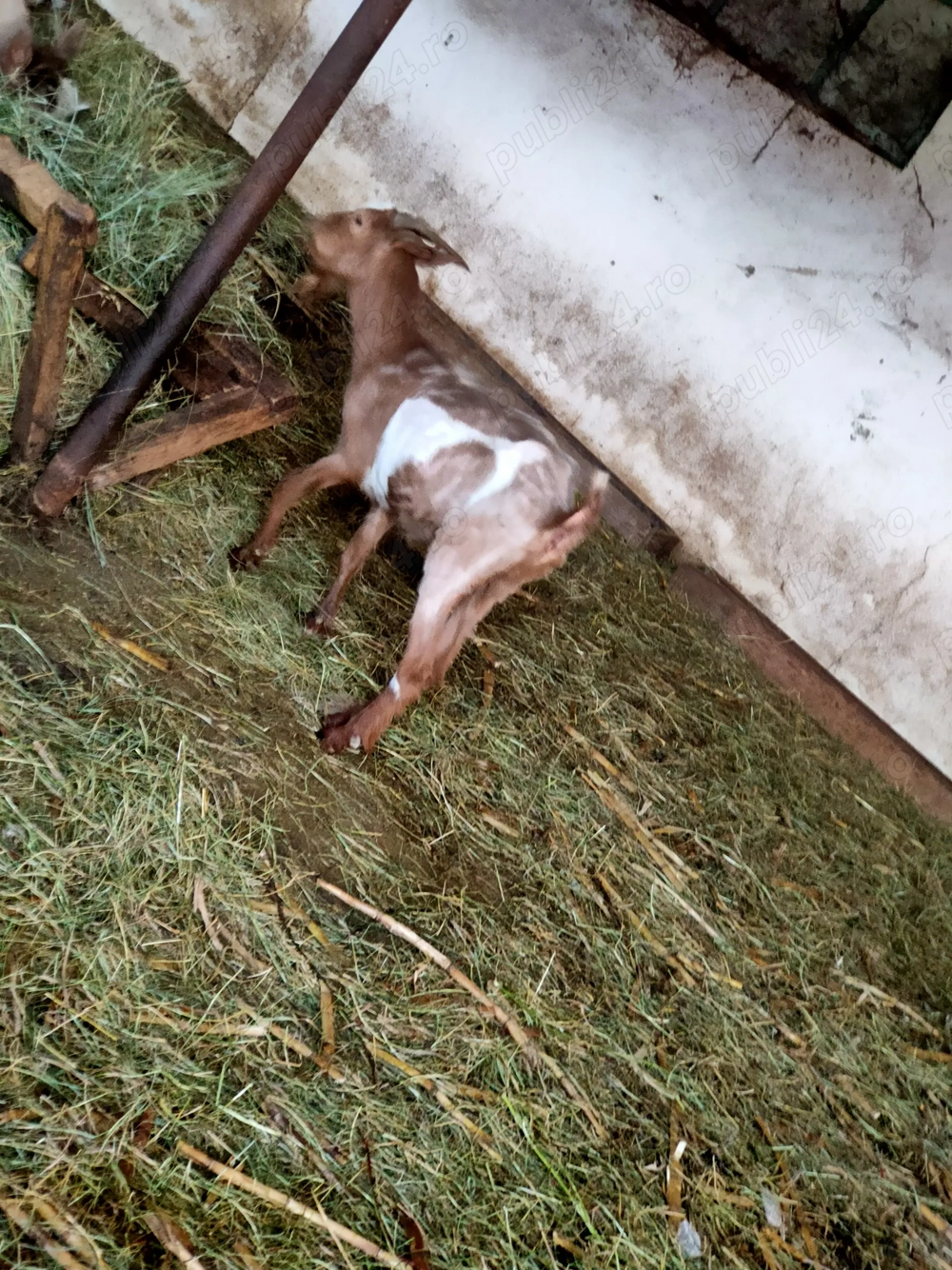 Vând un berbec si o capra stearpa 