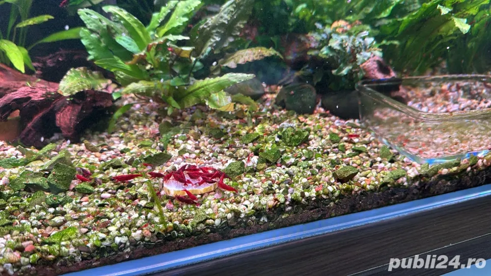 Creveti bloody mary blue sapphire mix Creveti bloody mary blue sapphire mix