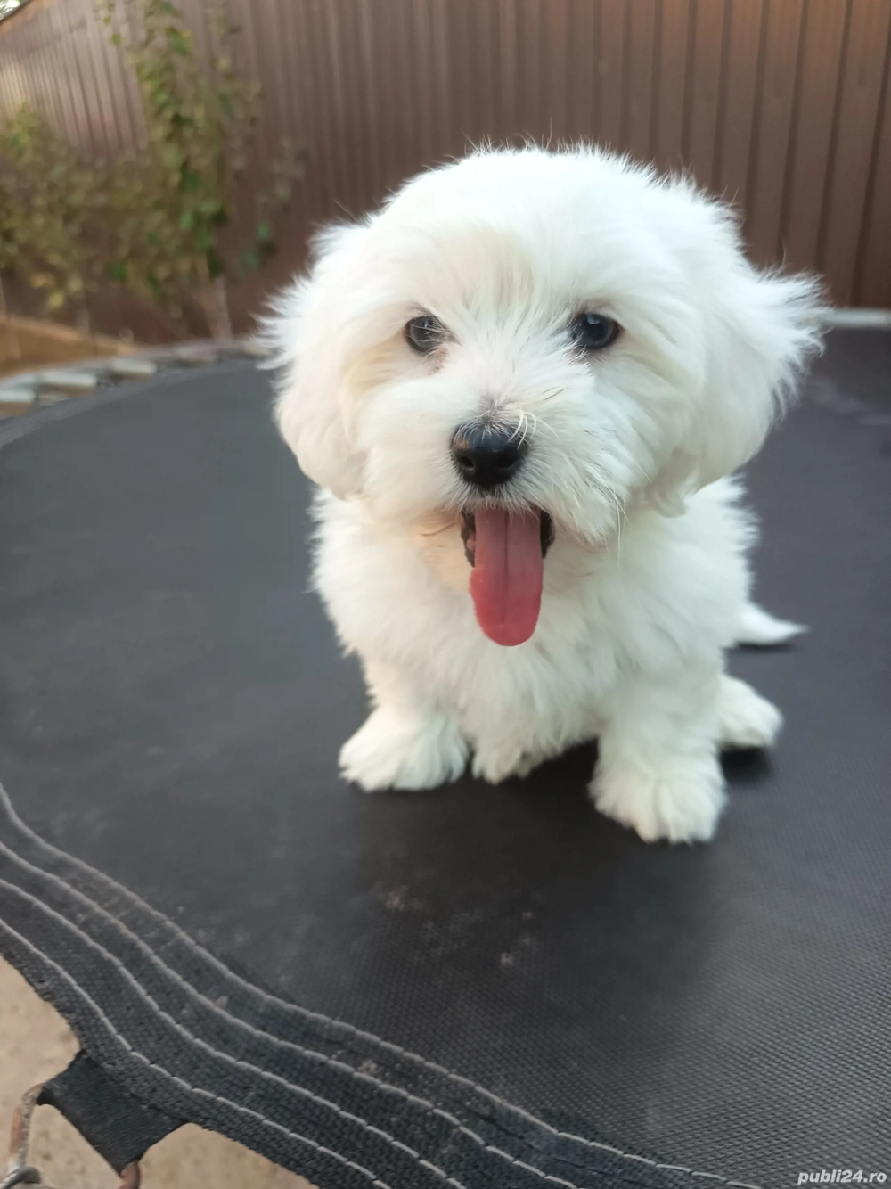 bichon maltez alb 4 luni bichon maltez alb 4 luni