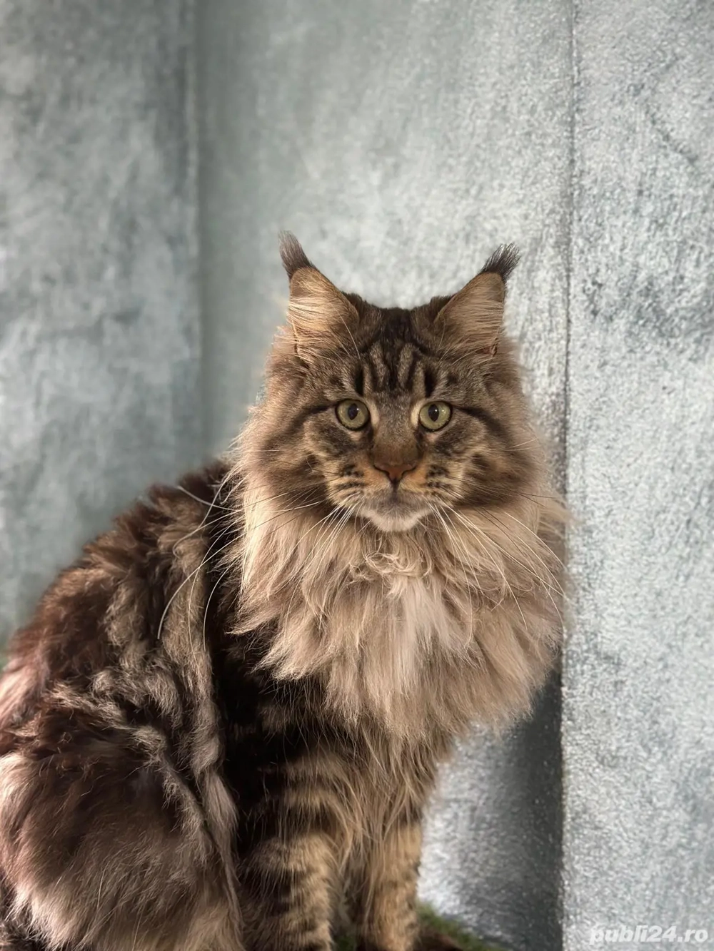 vand femela maine coon,7 luni vaccinata si deparazitata comform varstei vand femela maine coon,7 luni vaccinata si deparazitata comform varstei