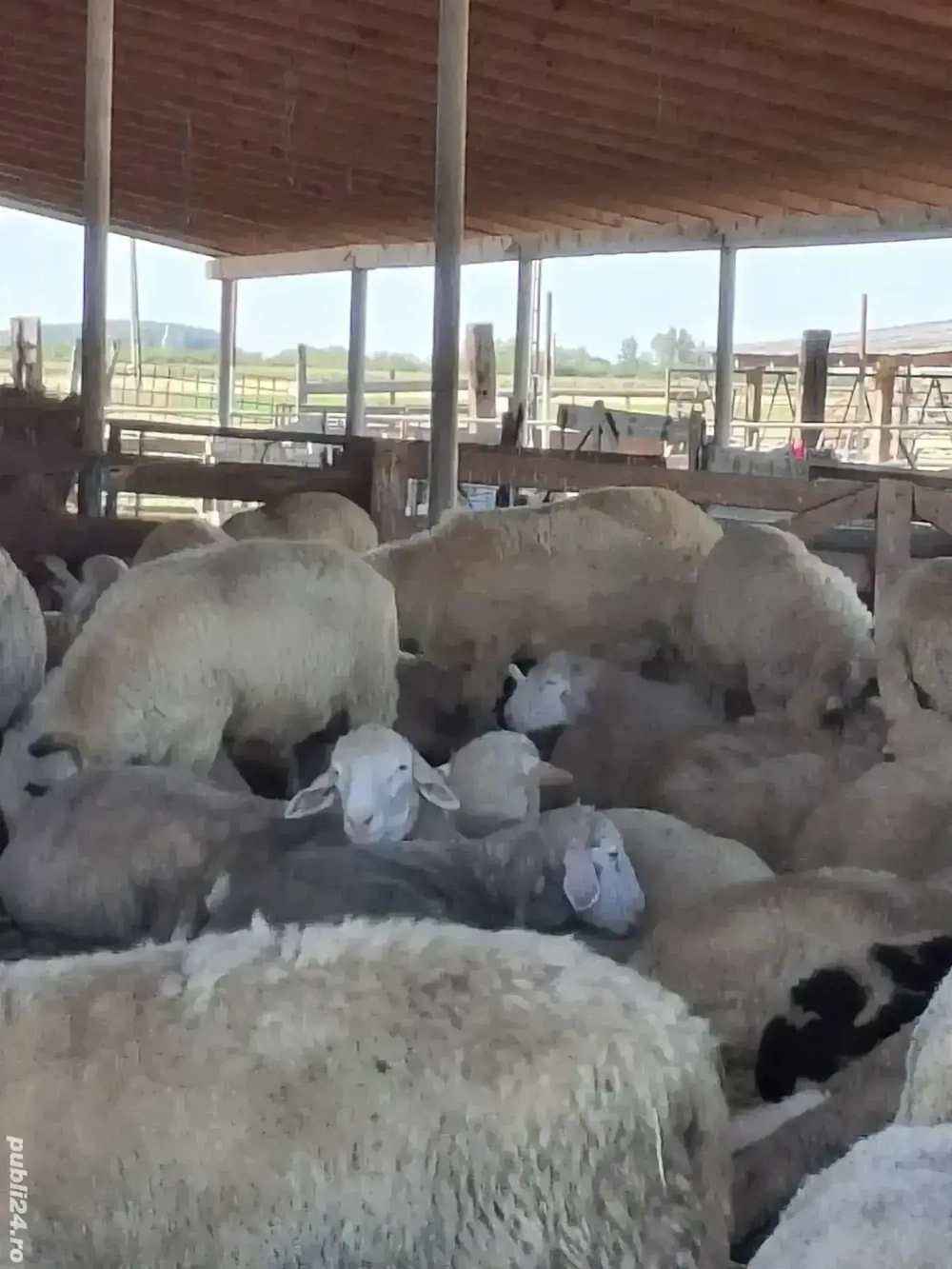 Berbeci ile de France și brezi de vânzare