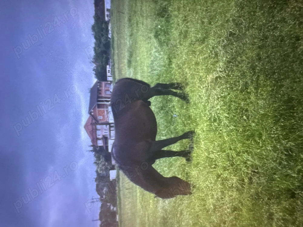 Armasar pentru monta 