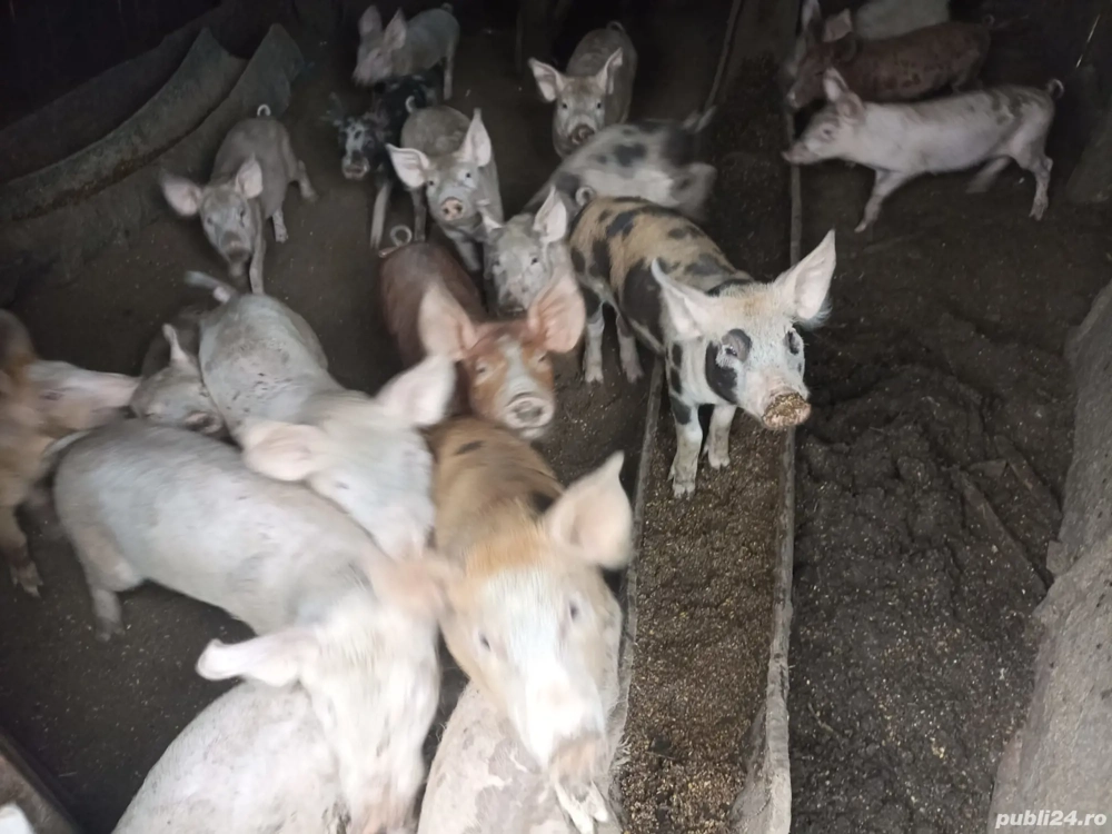 Purcei de vânzare 250 lei bucata , Pătulele, Mehedinți!