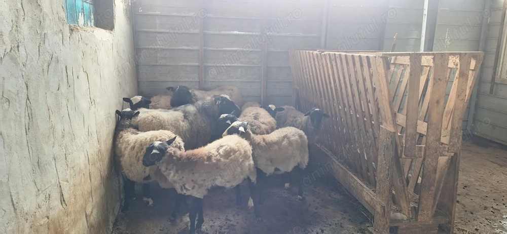 Miei și mieluțe romanov