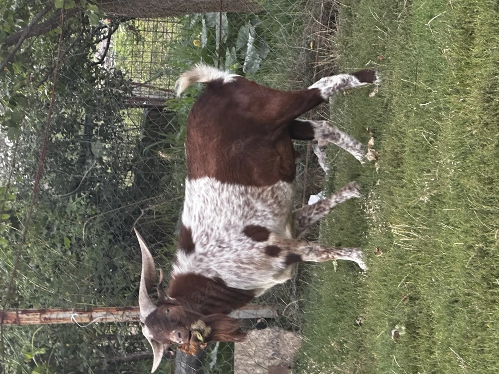 Țapi foarte buni de montă Țapi foarte buni de montă