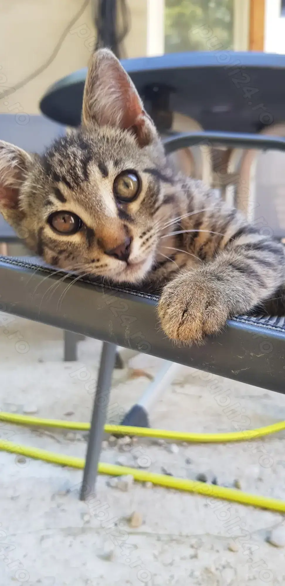 Motănel drăguț drăguț 