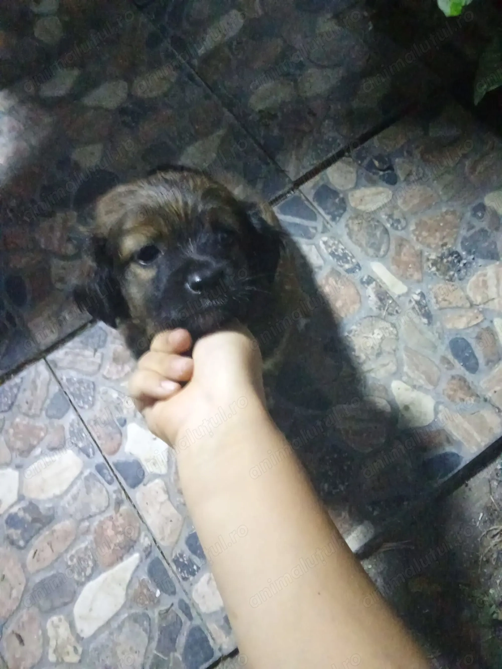 Adopție catelusi rasa mica