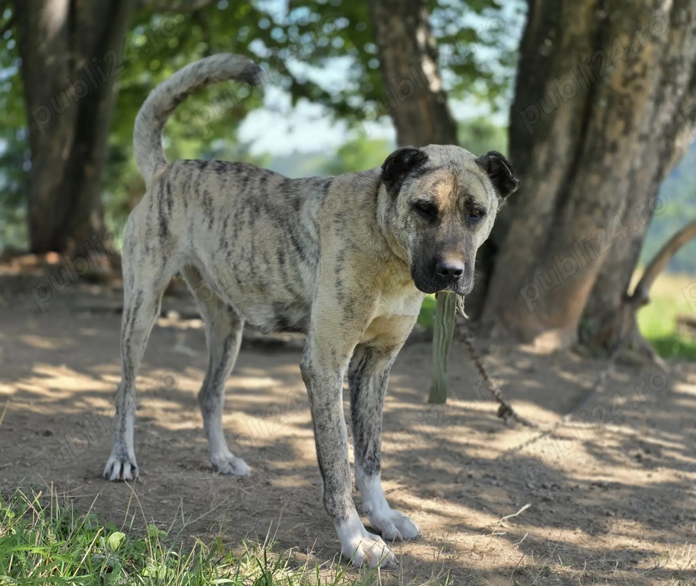 Femela superba alabai&kangal pt paza curte