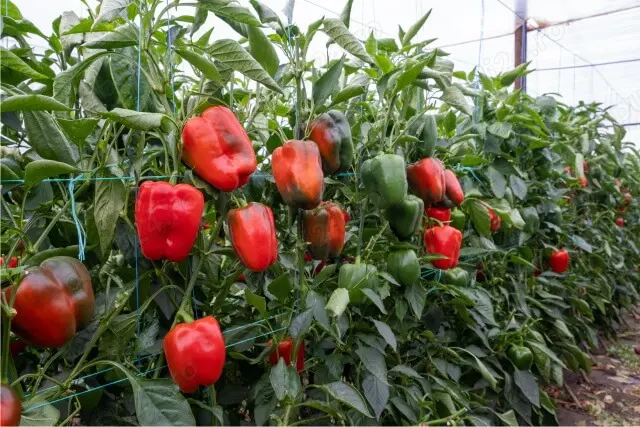 Lucrător Seră Bio  Germania : 2 locuri libere de la 01.06