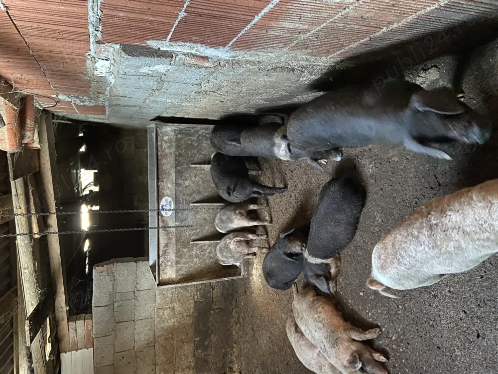 Vând purcei  Vând purcei