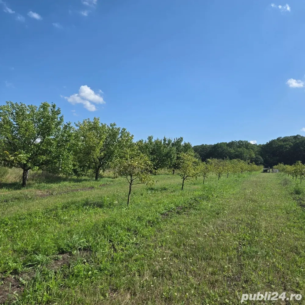 vand livada nuci si pomi fructiferi