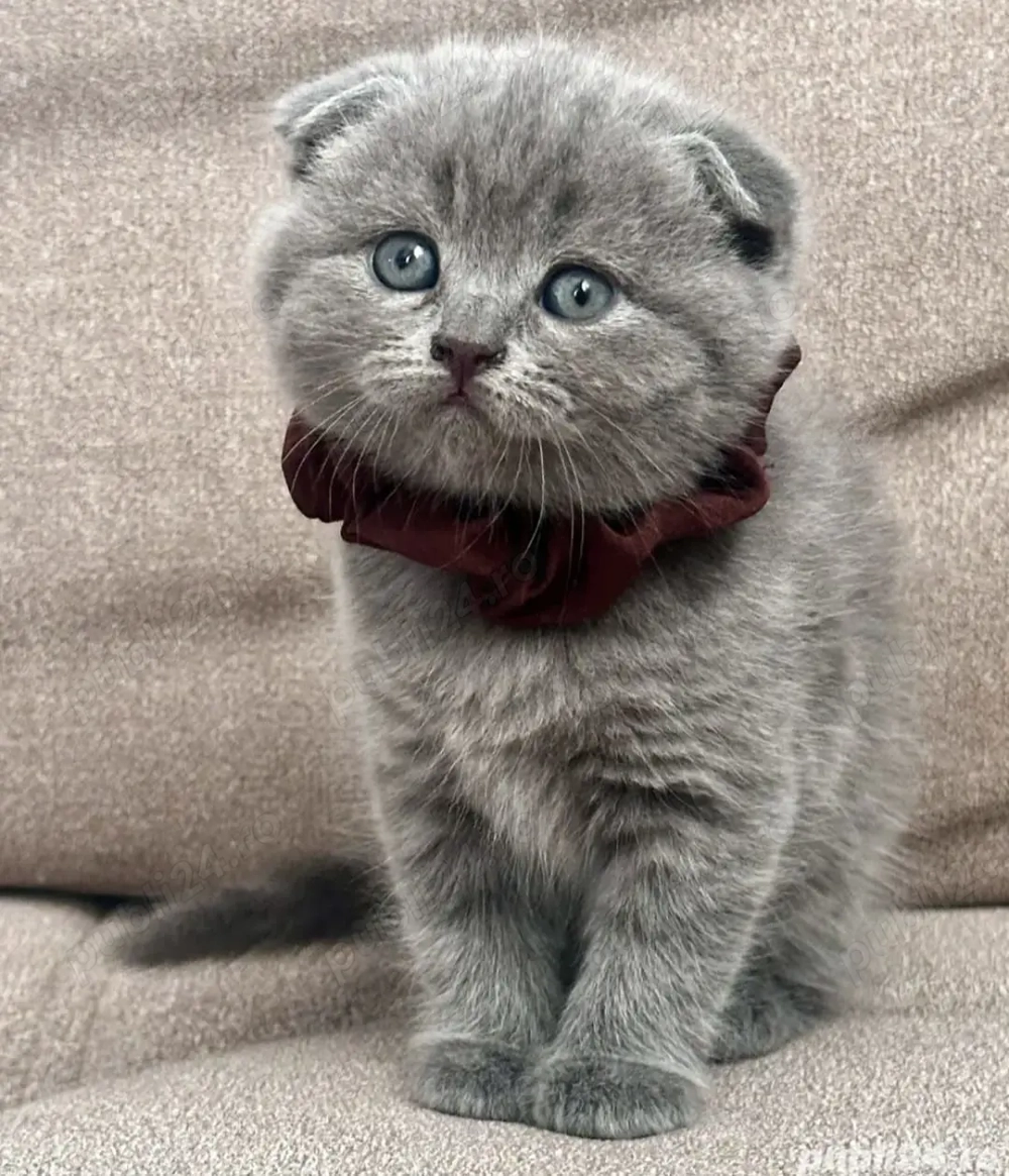 British scottish fold pui British scottish fold pui