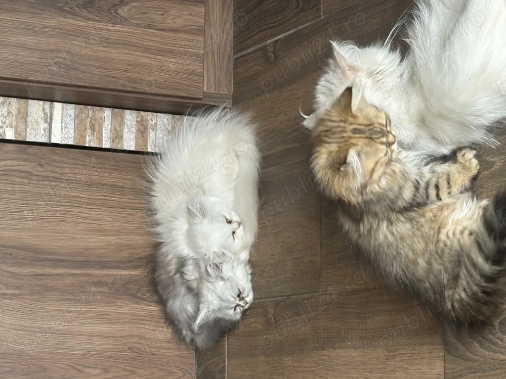 Vând 3 pui pisici persane 3 luni vaccinați .  Vând 3 pui pisici persane 3 luni vaccinați .