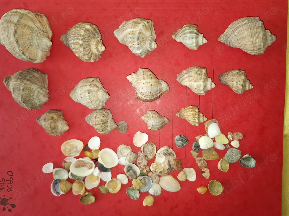 Jucarii  Melci si scoici pentru acvarii Jucarii  Melci si scoici pentru acvarii