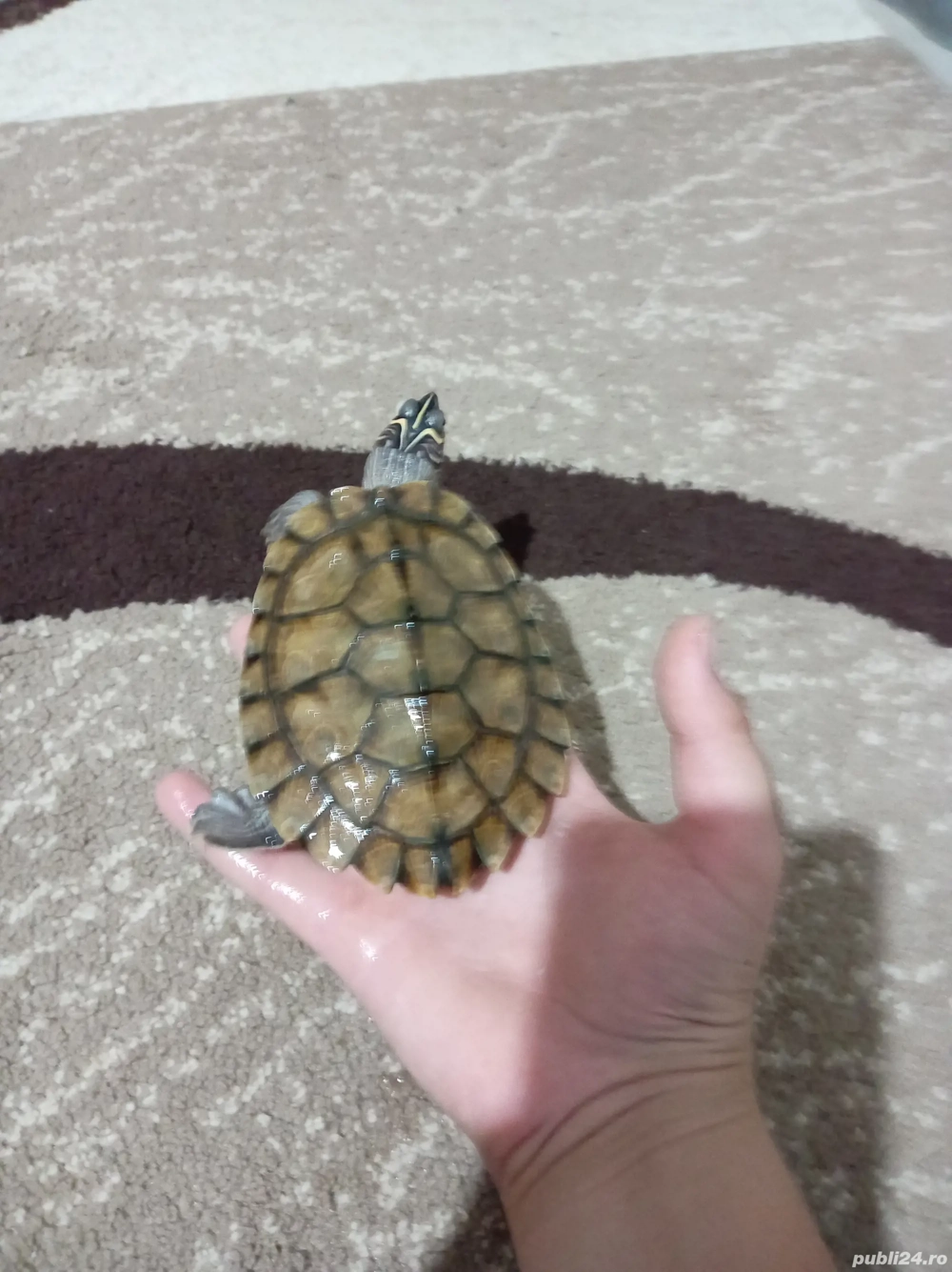 Broasca țestoasă  Broasca țestoasă