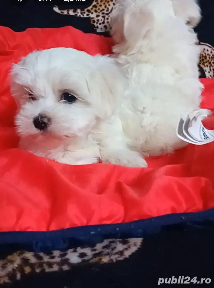 Cadoul perfect  Cadoul perfect