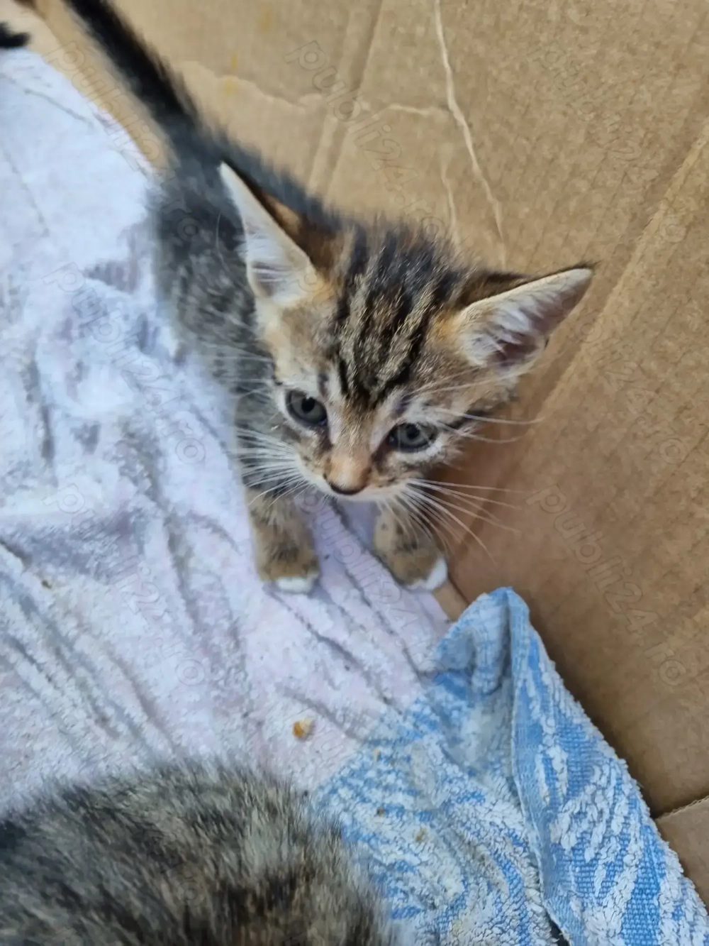 Donez pisici alb-negru si tigri