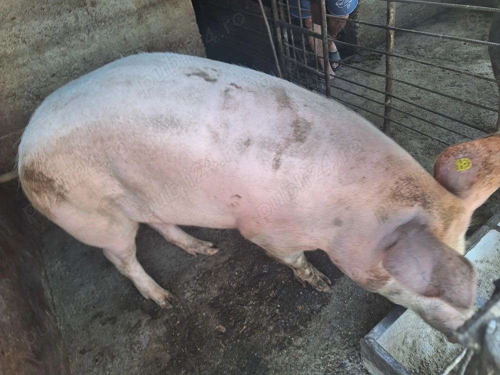 Porc de vanzare Porc de vanzare
