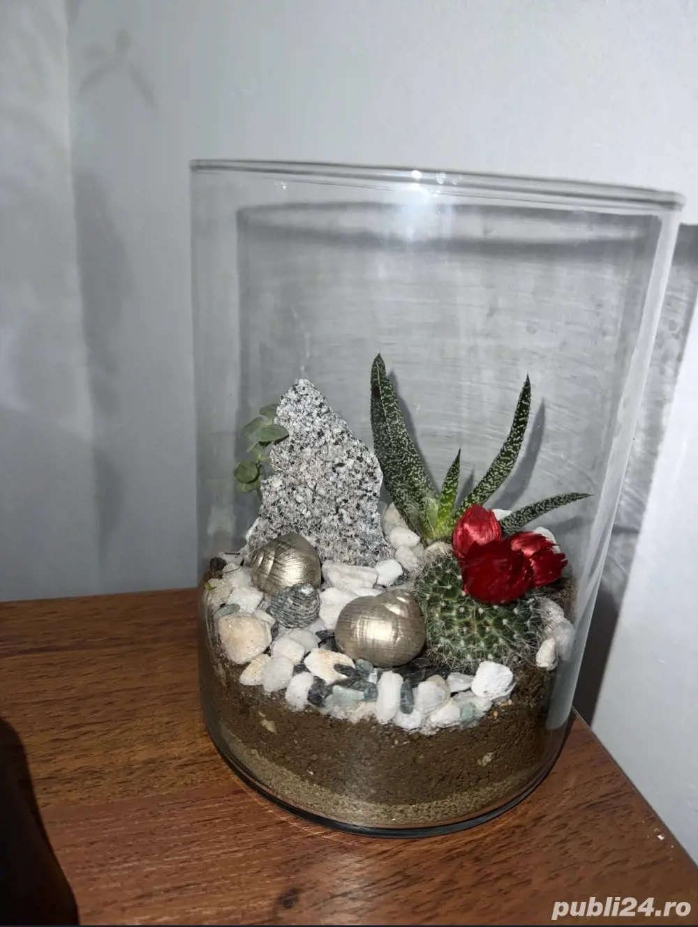 Terariu plante naturale