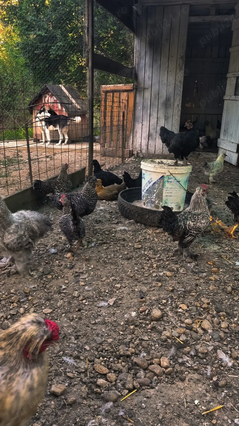 Cocoși de vanzare  Cocoși de vanzare