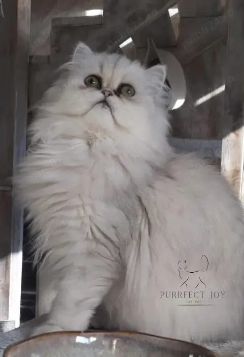 Motănel persan chinchilla  Motănel persan chinchilla