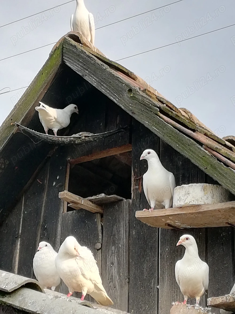 Porumbei albi voiajori Porumbei albi voiajori