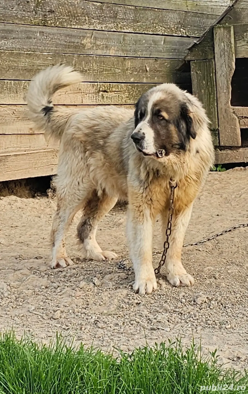 Vând Ciobănesc Carpatin  Vând Ciobănesc Carpatin