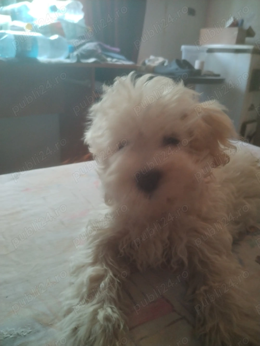 Vînd Bichon Maltez  Vînd Bichon Maltez