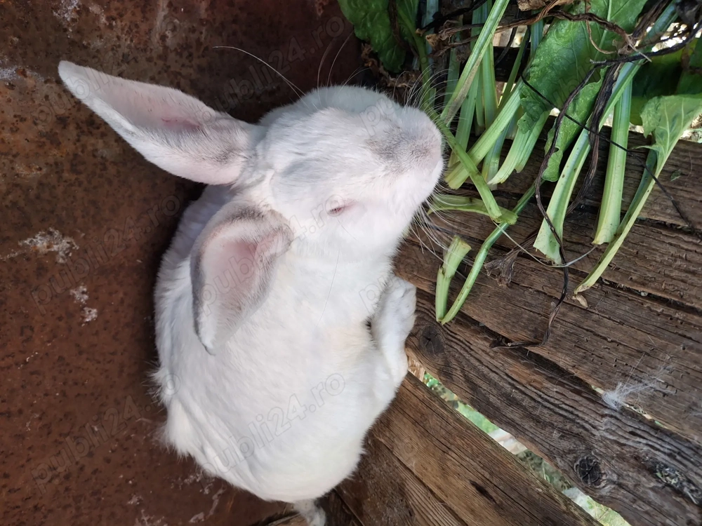 Iepurași disponibili 