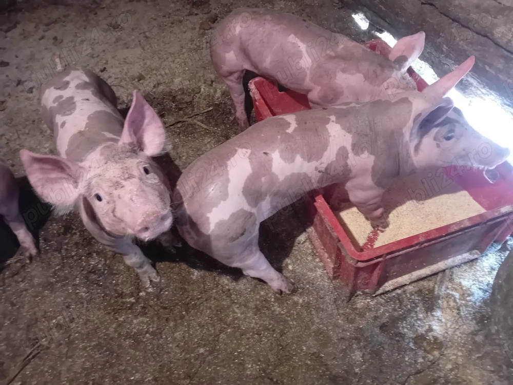 Vand purcei rasa pietrean  Vand purcei rasa pietrean