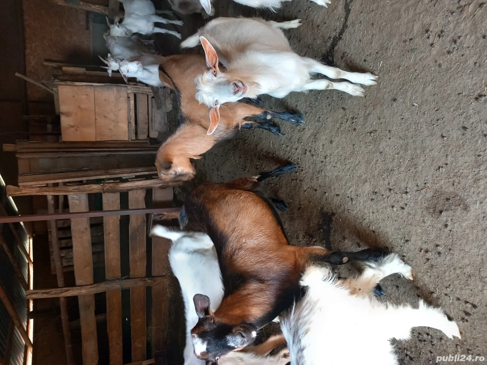 Disponibili,pt sacrificat sau monta!