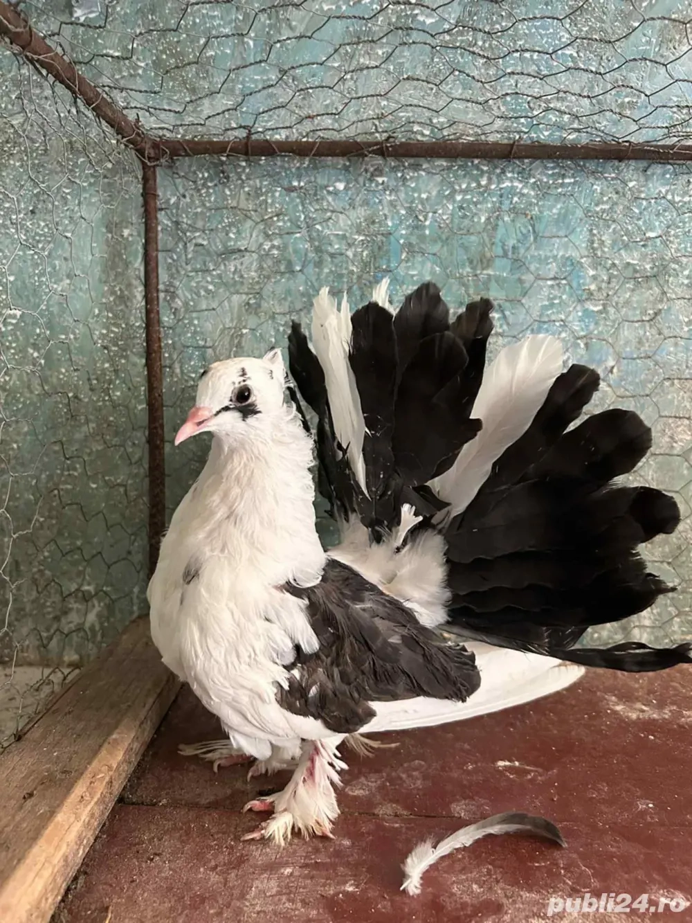 Voltati indieni  Voltati indieni