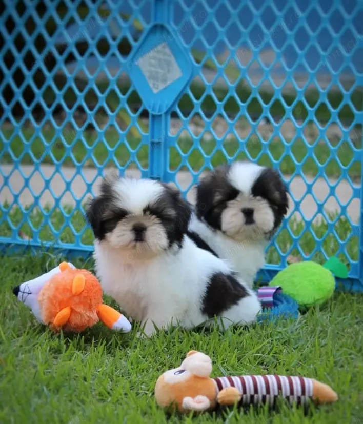 Canisa Autorizată- pui Shih Tzu Rasă Pură,  calitate show