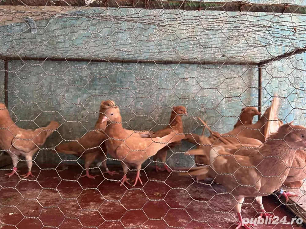 Zburatori de belgrad  Zburatori de belgrad