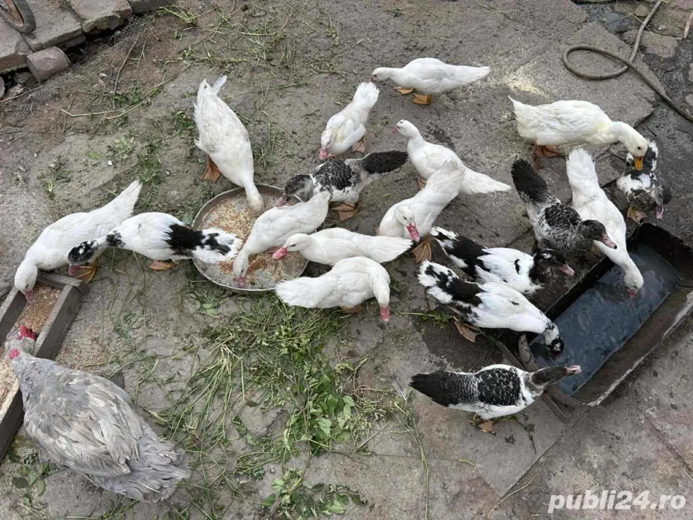 Disponibile rate si ratoi  Disponibile rate si ratoi