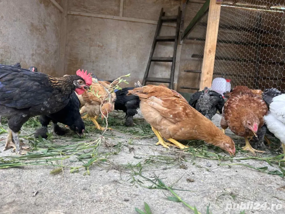 Pui de toate varstele  Pui de toate varstele