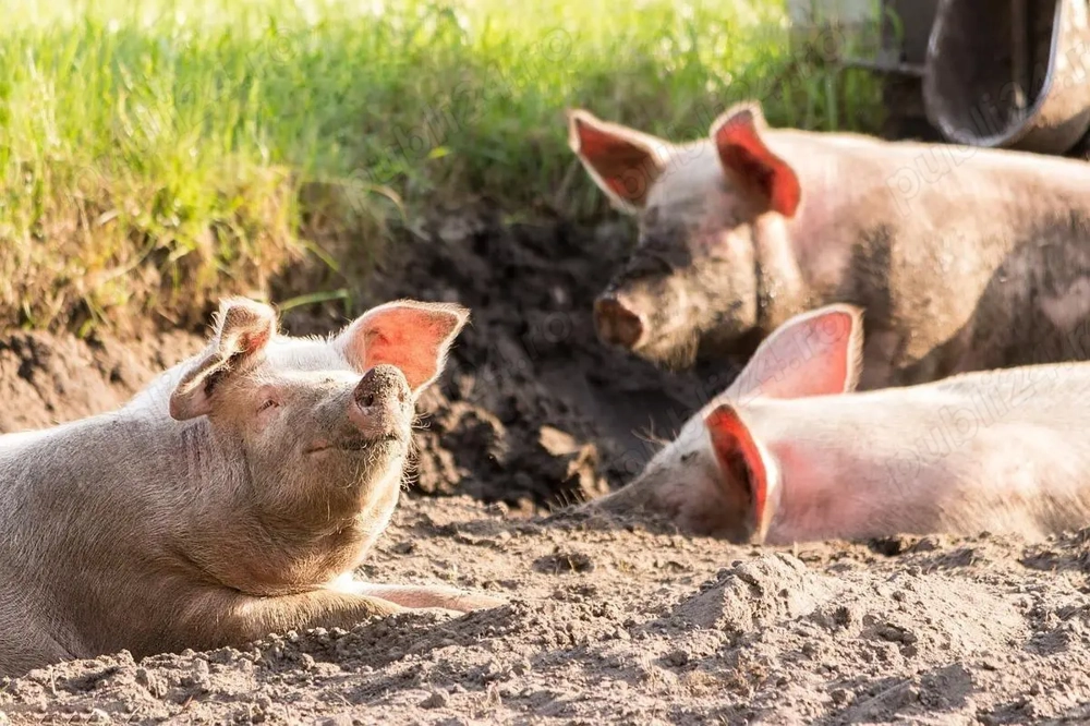 Vand porci, purcei, scroafe prăsilă la prețuri bune, crescuți natural cu cereale