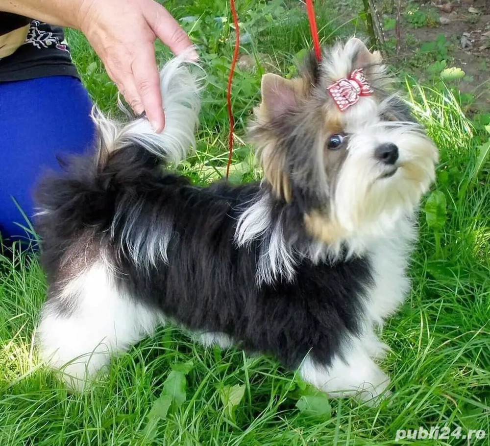 Mascul Yorkshire Terrier Biewer mini toy extrem de frumos !!! Mascul Yorkshire Terrier Biewer mini toy extrem de frumos !!!